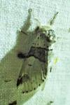 Furcula bifida