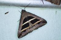Grammodes bifasciata