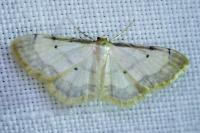 Idaea politaria