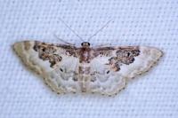 Idaea rusticata