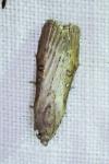 Lamoria anella