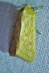 Mythimna vitellina