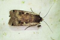 Noctua pronuba