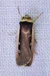 Ochropleura leucogaster