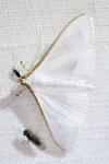 Palpita vitrealis