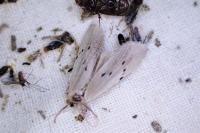 Pelosia muscerda