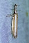 Pleurota aristella