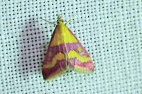 Pyrausta sanguinalis