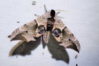 Smerinthus ocellatus ocellatus