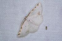 Stegania trimaculata