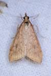Udea ferrugalis
