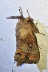 Dendrolimus pini pini