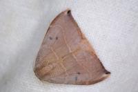 Watsonalla uncinula