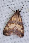 Evergestis marionalis