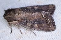Lacanobia suasa