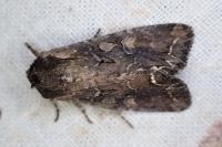 Lacanobia suasa