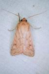 Mythimna vitellina