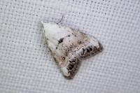 Nola infantula