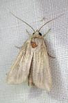 Mythimna riparia
