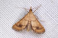 Metasia ibericalis