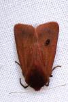 Phragmatobia fuliginosa