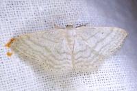 Idaea subsericeata