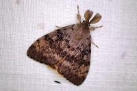 Lymantria dispar