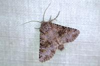 Hecatera weissi