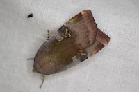 Noctua janthina