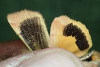 Noctua janthina