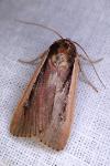 Ochropleura leucogaster