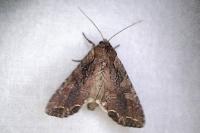 Lacanobia suasa