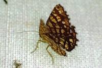 Chiasmia clathrata