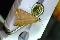 Loxostege sticticalis