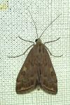 Loxostege sticticalis