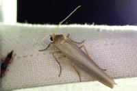 Eilema caniola