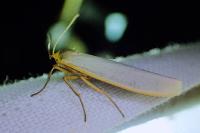 Eilema caniola