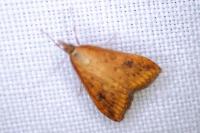 Udea ferrugalis