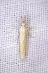 Pleurota