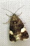 Tyta luctuosa