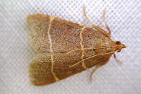 Hypsopygia glaucinalis
