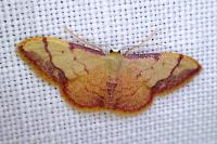 Idaea ostrinaria