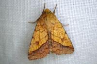 Pyrrhia umbra