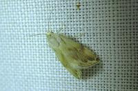 Eublemma ostrina