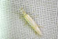 Pleurota