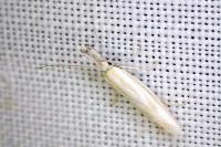 Pleurota