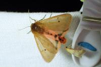 Phragmatobia fuliginosa