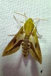 Hyles euphorbiae