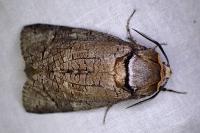 Cossus cossus