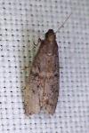 Ephestia